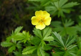 Attēlu rezultāti vaicājumam “Potentilla erecta”