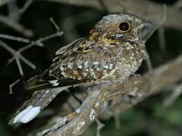 Attēlu rezultāti vaicājumam “Caprimulgus europaeus juvenile”