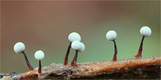 Attēlu rezultāti vaicājumam “Cribraria rufa spores”