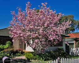 Attēlu rezultāti vaicājumam “Magnolia x soulangeana”