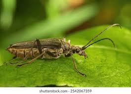 Attēlu rezultāti vaicājumam “Stenocorus meridianus”