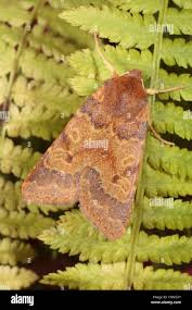 Attēlu rezultāti vaicājumam “Agrochola helvola”