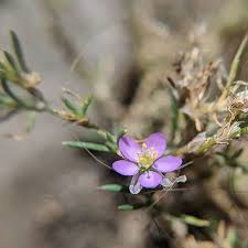 Attēlu rezultāti vaicājumam “Spergularia rubra leaf”