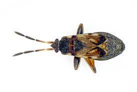 Attēlu rezultāti vaicājumam “Scolopostethus thomsoni”