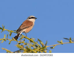 Attēlu rezultāti vaicājumam “Lanius collurio male”