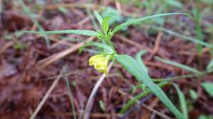 Attēlu rezultāti vaicājumam “Melampyrum sylvaticum”