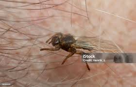 Attēlu rezultāti vaicājumam “Lipoptena cervi”