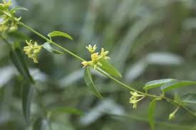 Attēlu rezultāti vaicājumam “Vincetoxicum hirundinaria fruit”