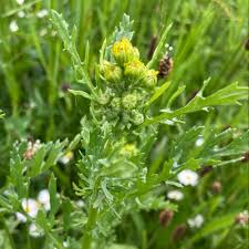 Attēlu rezultāti vaicājumam “Jacobaea vulgaris”