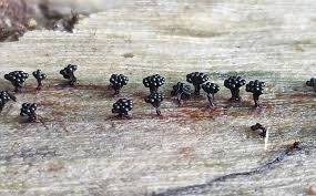 Attēlu rezultāti vaicājumam “Metatrichia vesparia”