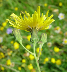 Attēlu rezultāti vaicājumam “Sonchus arvensis subsp. uliginosus flower”