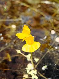Attēlu rezultāti vaicājumam “Utricularia intermedia flower”
