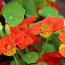 Attēlu rezultāti vaicājumam “Tropaeolum majus bud”