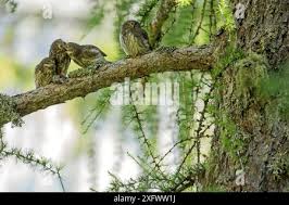 Attēlu rezultāti vaicājumam “Glaucidium passerinum adult”