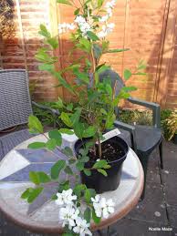 Attēlu rezultāti vaicājumam “Exochorda giraldii var. wilsonii”