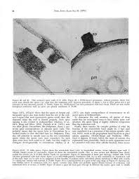 Attēlu rezultāti vaicājumam “Didymium nigripes spores”