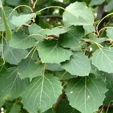 Attēlu rezultāti vaicājumam “Populus x jackii flower”