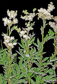 Attēlu rezultāti vaicājumam “Filipendula ulmaria”