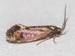 Attēlu rezultāti vaicājumam “Semioscopis avellanella imago”