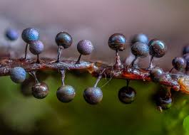 Attēlu rezultāti vaicājumam “Lamproderma arcyrioides macro”