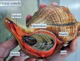 Image result for Triplofusus giganteus