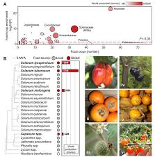 Attēlu rezultāti vaicājumam “Solanaceae”
