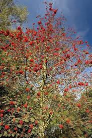 Attēlu rezultāti vaicājumam “Sorbus aucuparia fruit”
