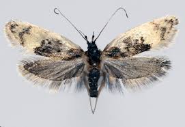 Attēlu rezultāti vaicājumam “Oecophoridae”