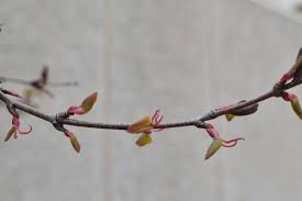 Attēlu rezultāti vaicājumam “Cercidiphyllum japonicum flower”
