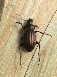 Attēlu rezultāti vaicājumam “Carabus cancellatus”