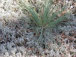 Attēlu rezultāti vaicājumam “Corynephorus canescens leaf”