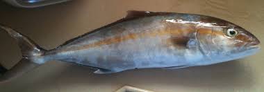 Image result for Seriola dumerili