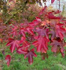 Attēlu rezultāti vaicājumam “Acer campestre flower”