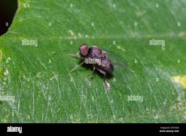 Attēlu rezultāti vaicājumam “Platypezidae”