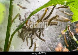 Attēlu rezultāti vaicājumam “Yponomeuta evonymella larva”