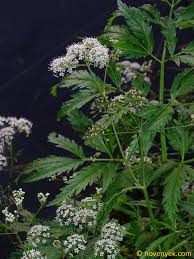 Attēlu rezultāti vaicājumam “Cicuta virosa flower”