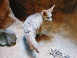 Attēlu rezultāti vaicājumam “Vulpes zerda”