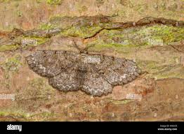 Attēlu rezultāti vaicājumam “Hypomecis punctinalis”