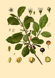 Attēlu rezultāti vaicājumam “Frangula alnus”