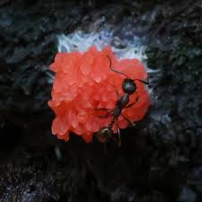 Attēlu rezultāti vaicājumam “Tubifera montana spores”