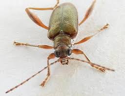 Attēlu rezultāti vaicājumam “Donacia clavipes”