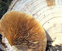 Attēlu rezultāti vaicājumam “Daedalea quercina”