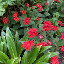 Attēlu rezultāti vaicājumam “Linaria loeselii leaf”