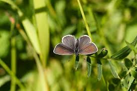 Attēlu rezultāti vaicājumam “Cupido minimus female”