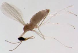 Attēlu rezultāti vaicājumam “Cecidomyiidae”