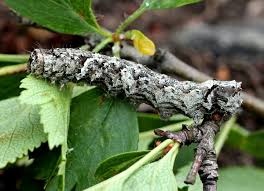 Attēlu rezultāti vaicājumam “Allophyes oxyacanthae”