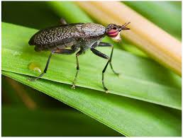 Attēlu rezultāti vaicājumam “Coremacera marginata”