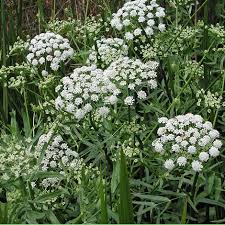 Attēlu rezultāti vaicājumam “Sium latifolium”