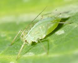 Attēlu rezultāti vaicājumam “Acyrthosiphon”