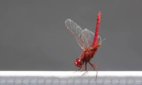 Attēlu rezultāti vaicājumam “Sympetrum”